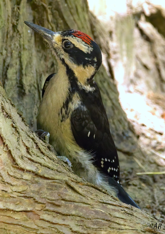 z woodpecker